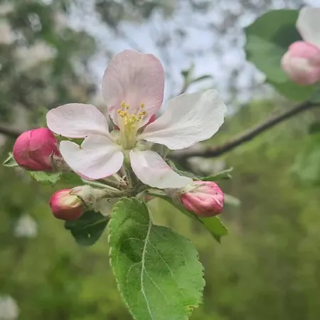Vendégház Sofia Verdon